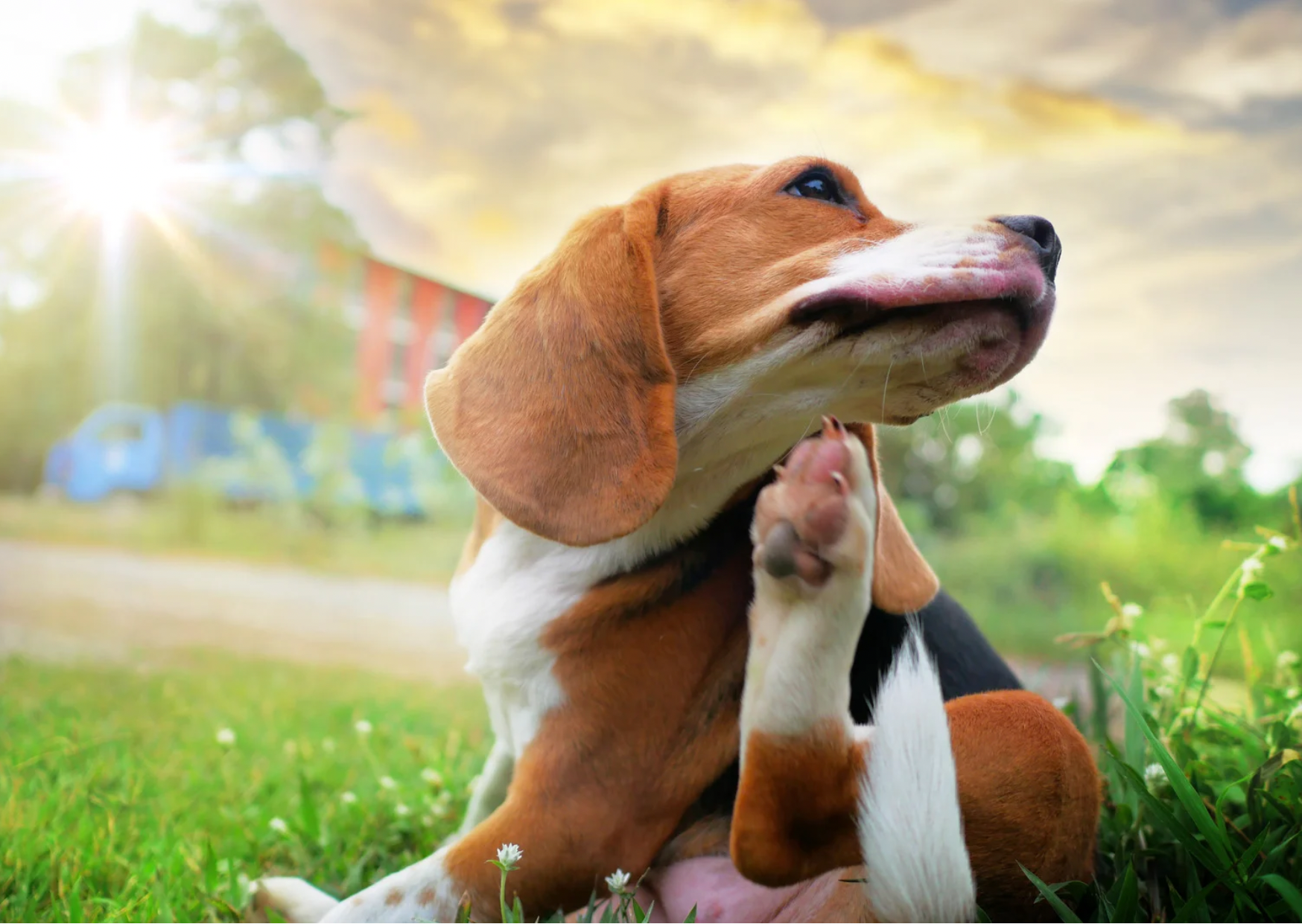 Beagle kratzt sich (Foto: Canva)