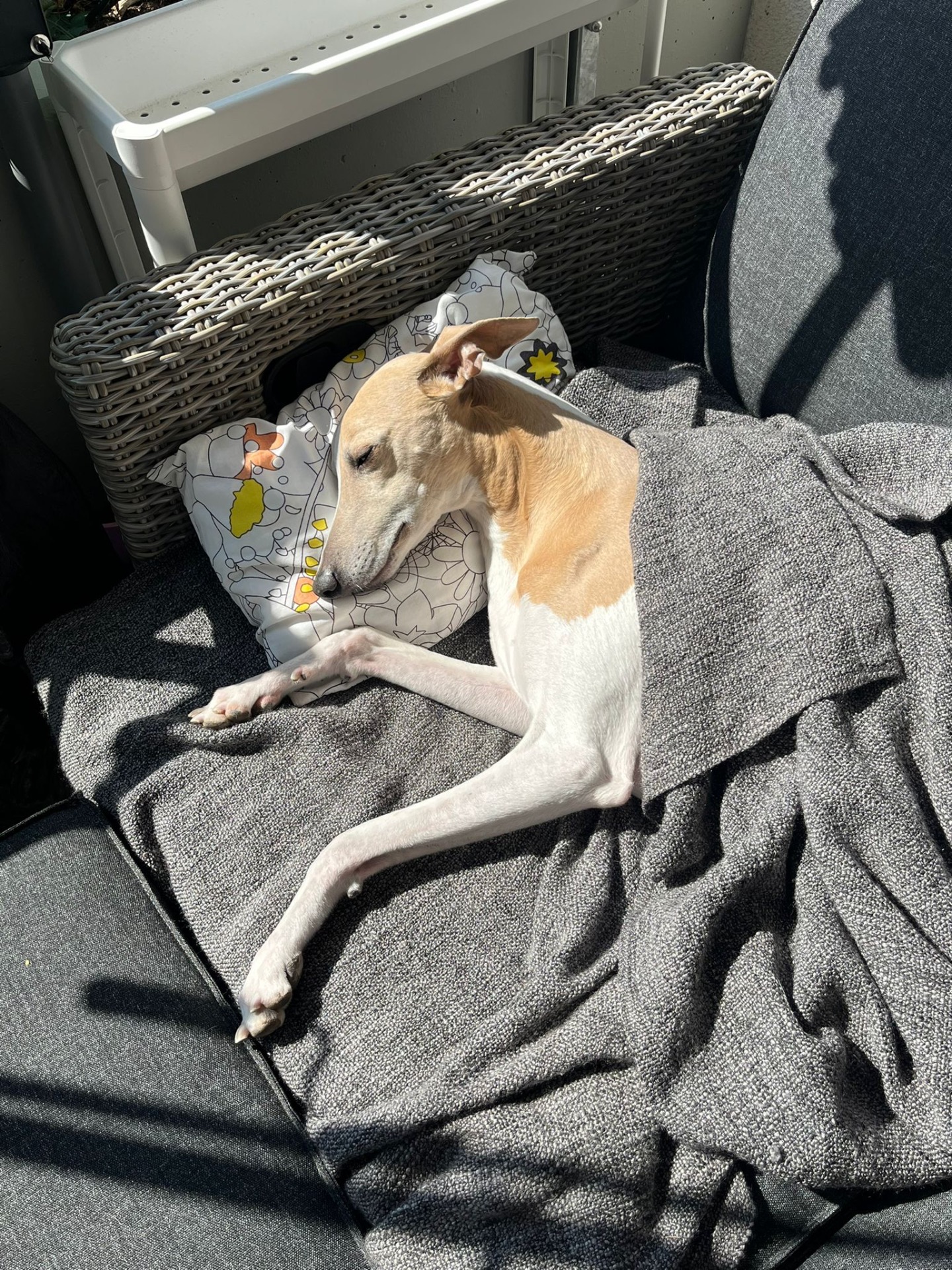 Hund entspannt nach energetischer Unterstützung