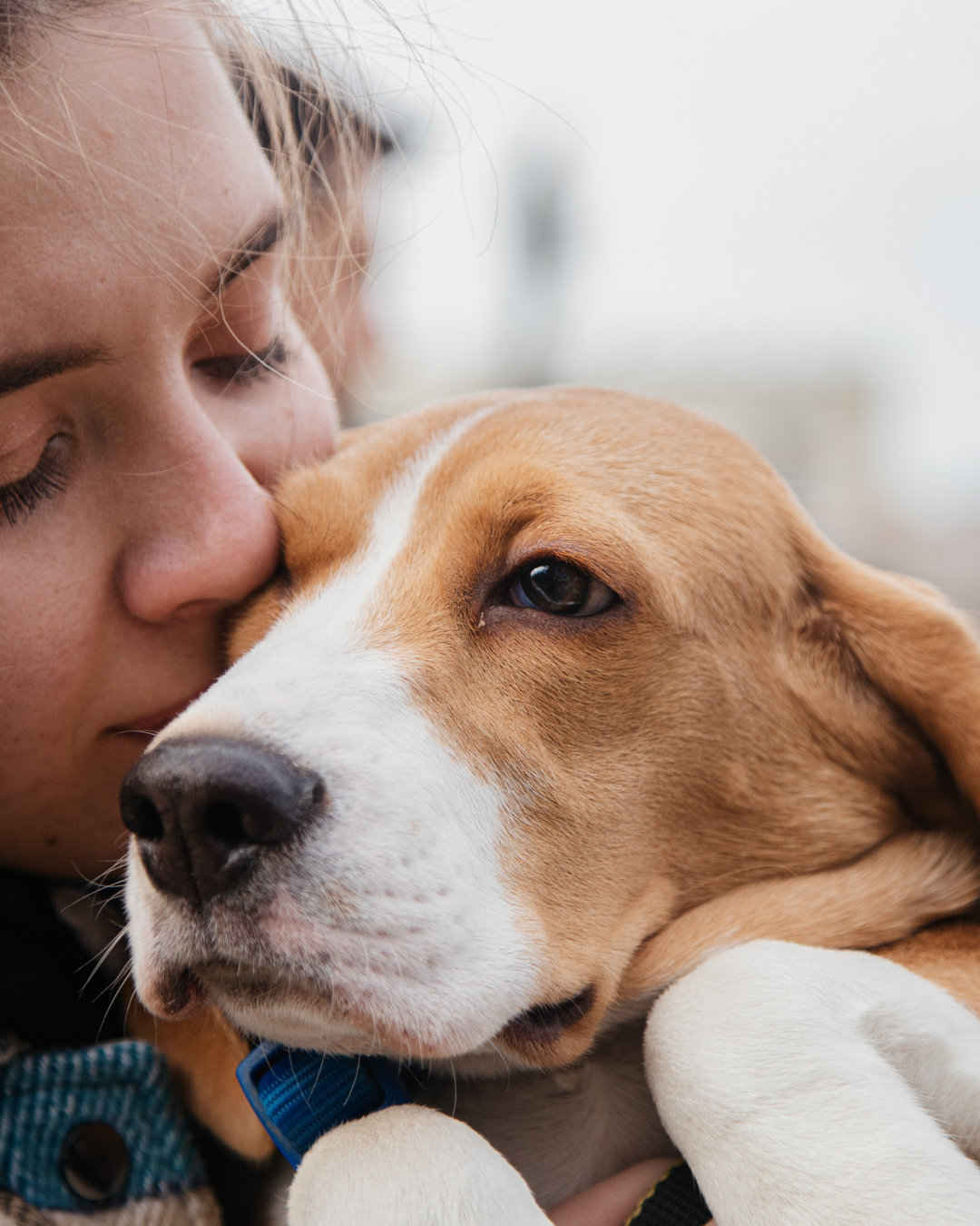 Hund mit besorgtem Blick – akute Beschwerden (Foto Canva)